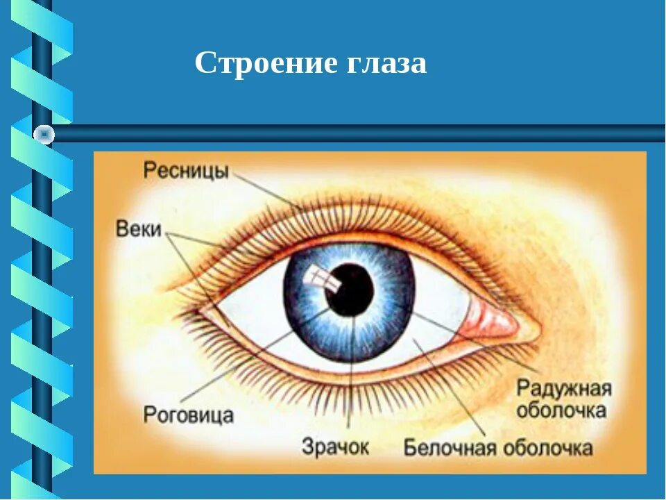 Глаз орган чувств человека. Строение глаза человека для детей. Наружное строение глаза. Внешнее строение глаза человека. Строение глаза для дошкольников.