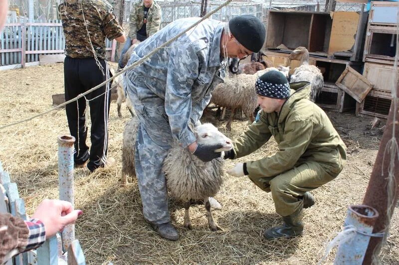 Укол ягненку. Вакцина от брадзота овец.