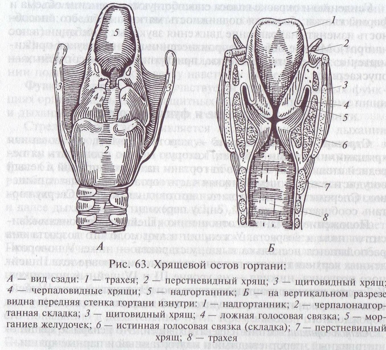 Особенности строения полости гортани. Строение гортани надгортанник. Гортань анатомия функции. Хрящи гортани анатомия схема. Надгортанник строение анатомия.