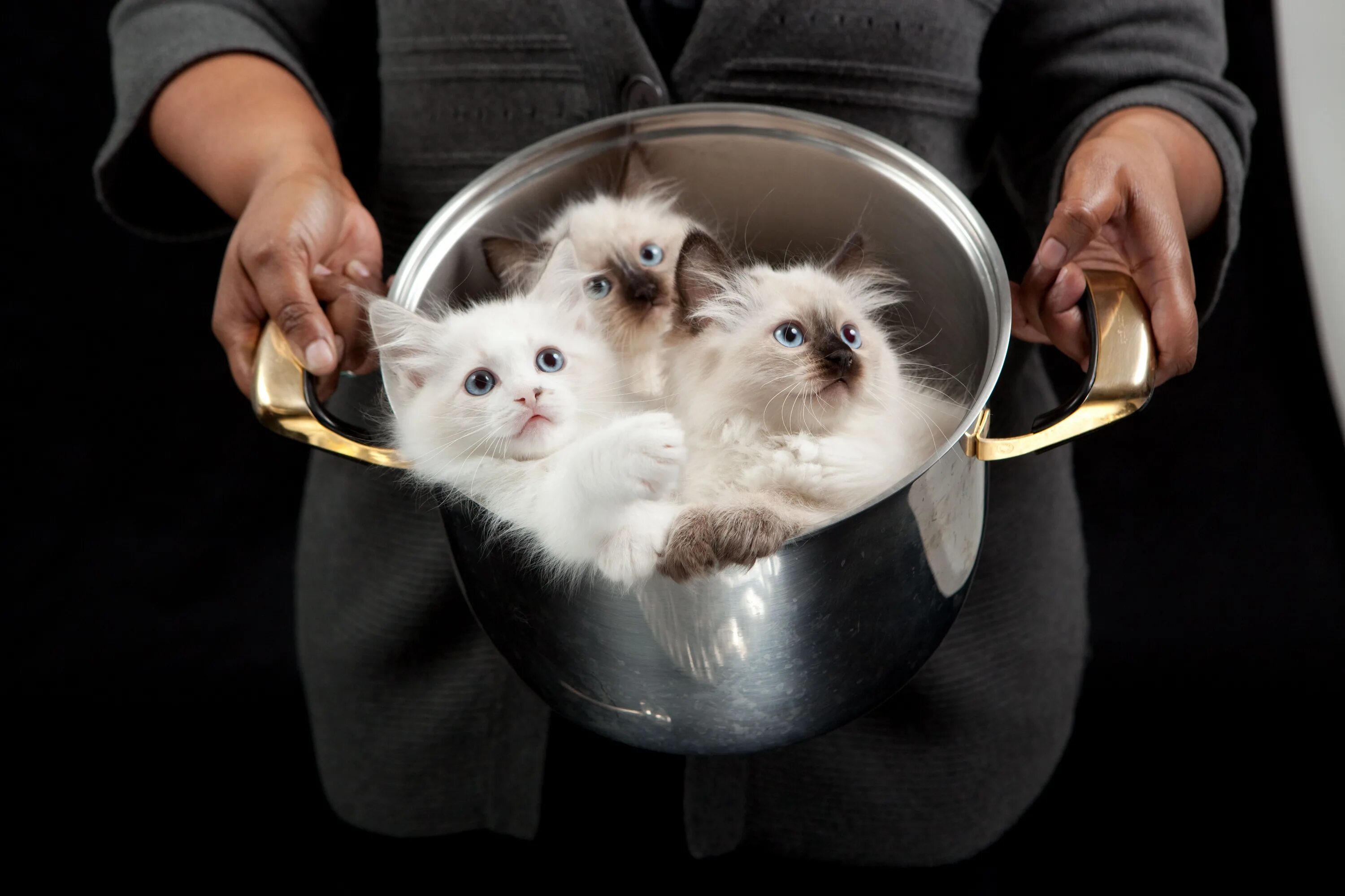 Кошка в кастрюле. Суп с котом. Смешные котята. Кот в кастрюльке. Варят кошек