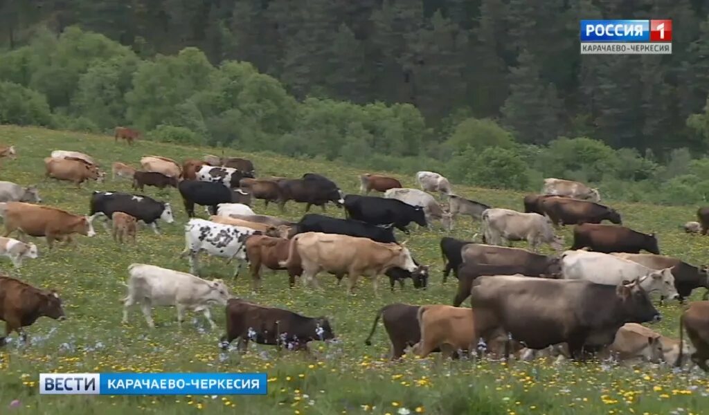 Авито карачаево черкесия работа. Коровы в карачаево черкесии кчр. карачаево черкессия коровы. карачаевская порода коров. бычак карачаево черкесия.