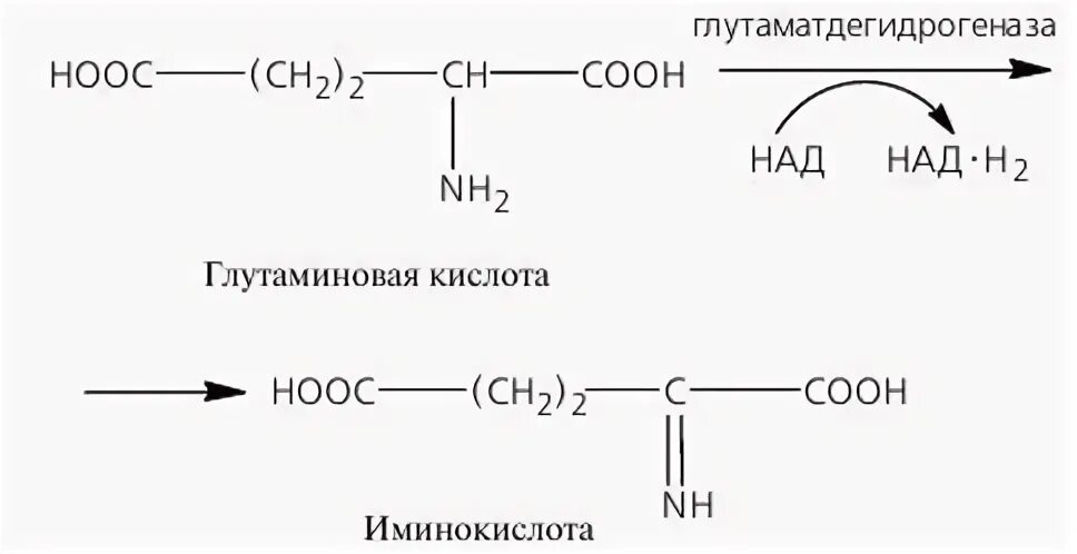 Окислительное дезаминирование глутаминовой кислоты