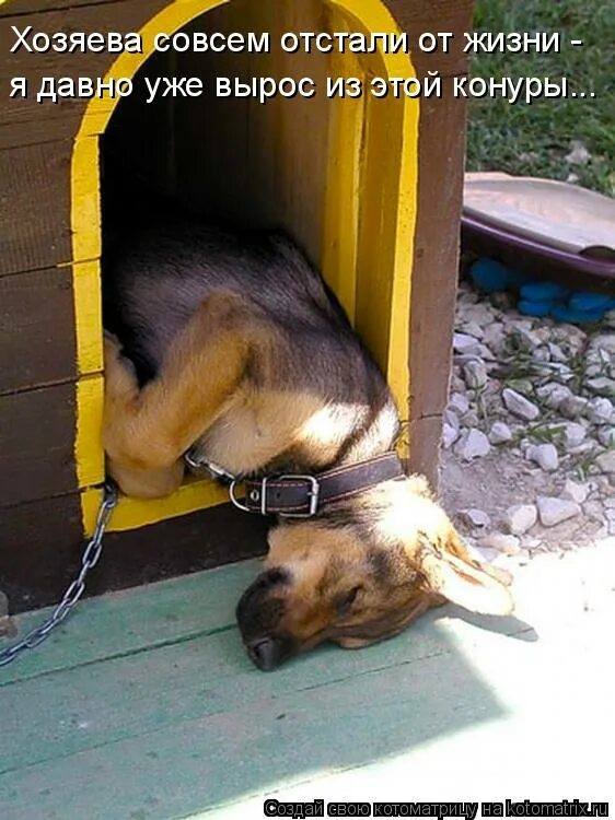Собачка в будке. Собачья будка. Смешные коты в домике. Собачья будка. Собака в конуре смешная.