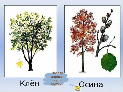 Какую роль в жизни дерева играют ветки