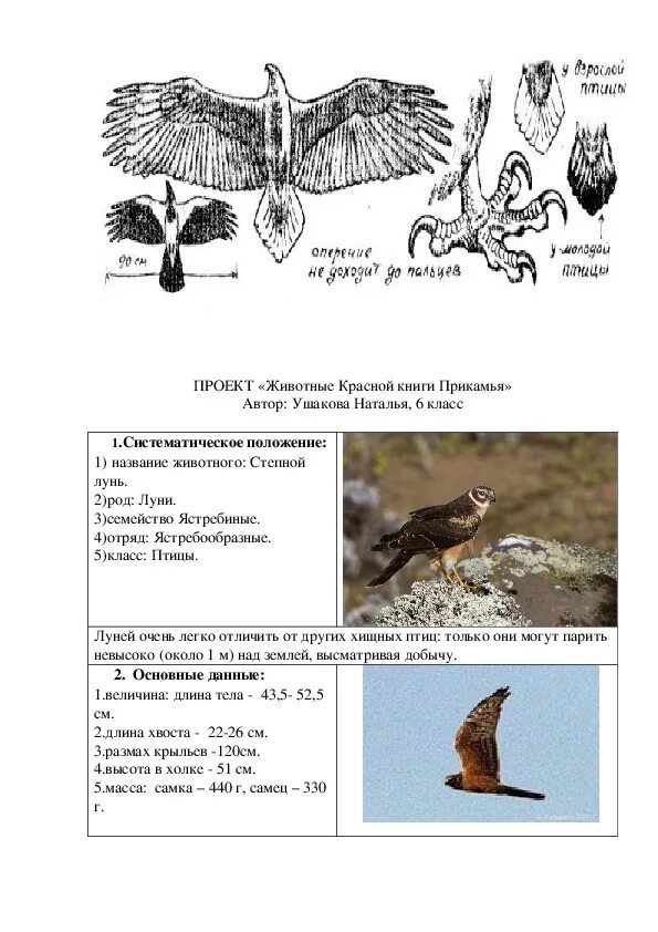 Проект животные красной книги 2 класс