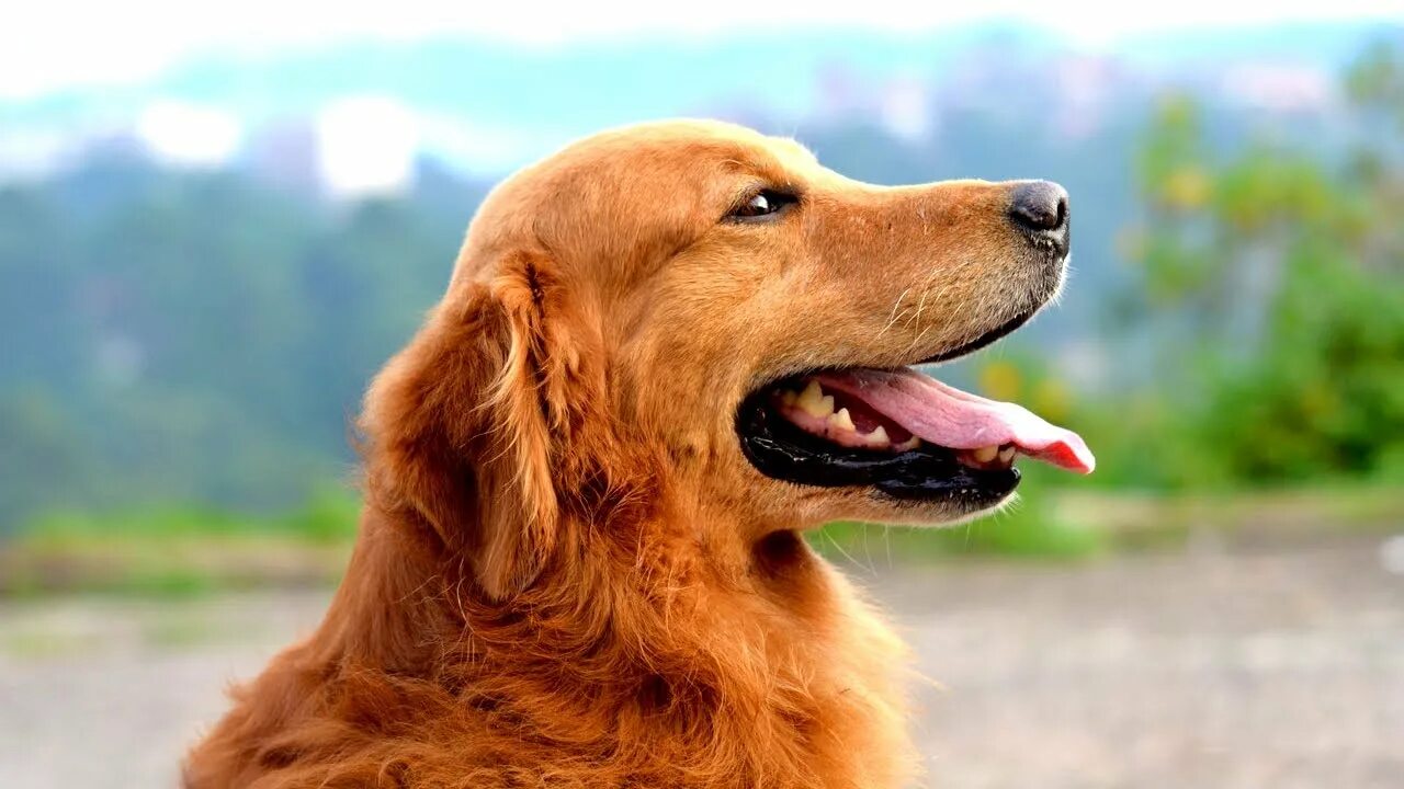 Золотистый ретривер колор. Dog the best. Золотой терьер. Новошотландский ретривер. Dog the best.