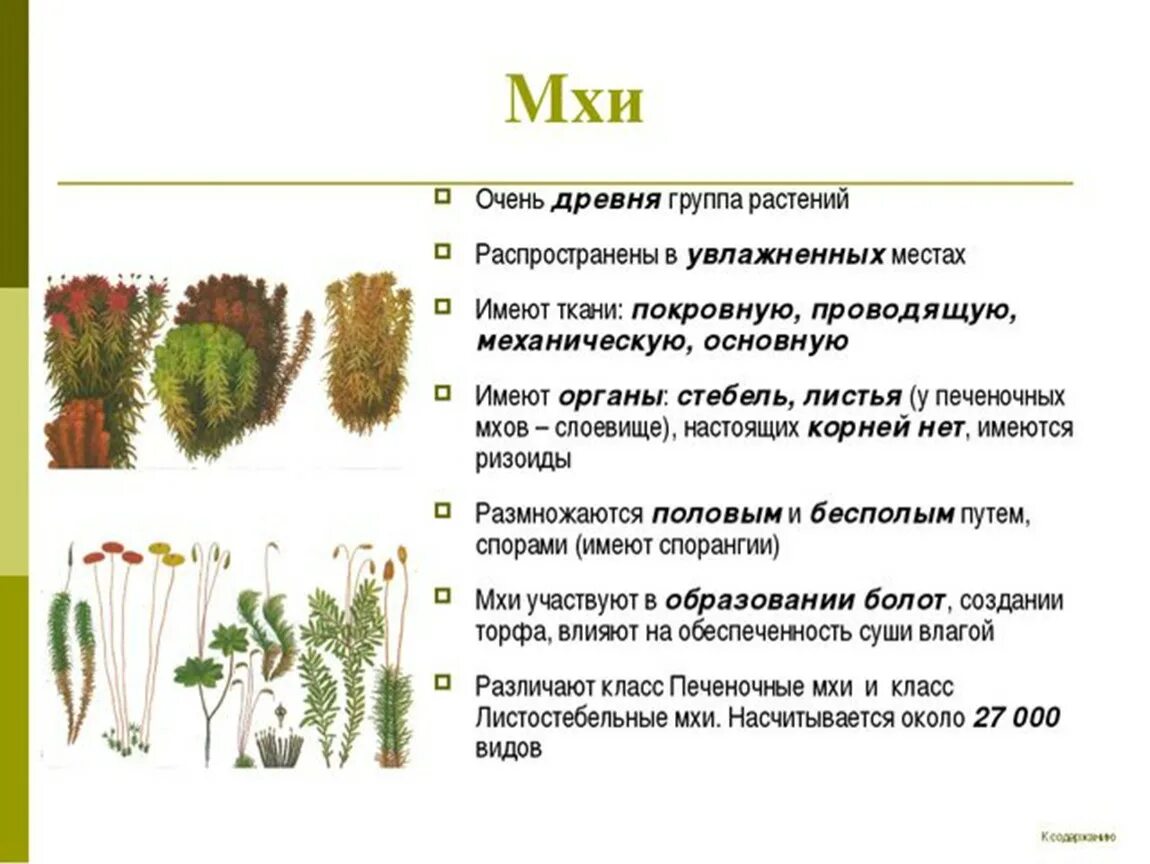 Мохообразные относятся к высшим споровым растениям. Характеристика отдела Моховидные 9 класс. Биология 7 тема отдел Моховидные растения. Группа растений Моховидные особенности строения. Мхи характеристика таблица.