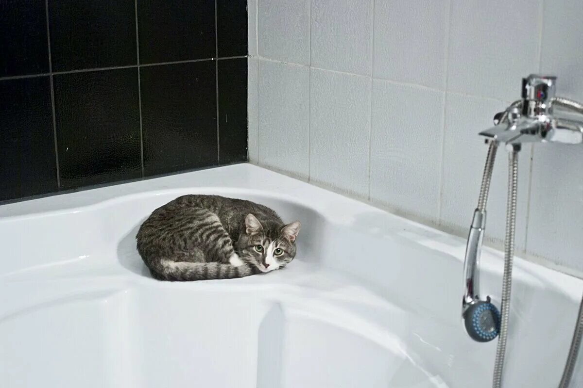 Выключи воду в ванной. Кот в ванной. Кошка в ванне. Ванная для кошек. Кошка моется.