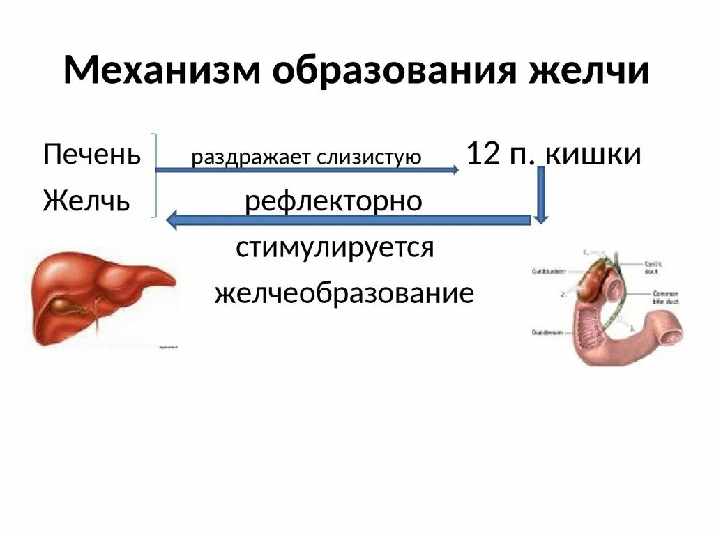 Желчь попадает в кишечник. Механизм образования желчных кислот. Механизм образования желчи физиология. Схема механизма образования желчи. Схема выделения желчи.