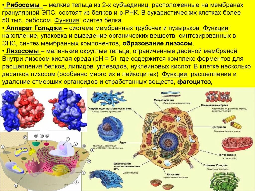 Молекула органического вещества эукариотической клетки. Функции рибосом в эукариотической клетке. Клетки синтезирующие белки. Рибосомы эукариотической клетки.