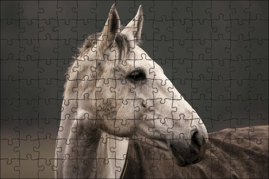 Free Images : hair, field, animal, portrait, brown, stallion, mane, close up, fa