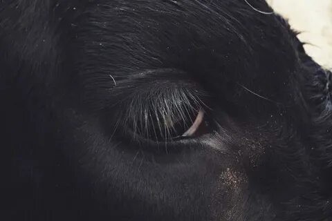 Какие глаза у коров