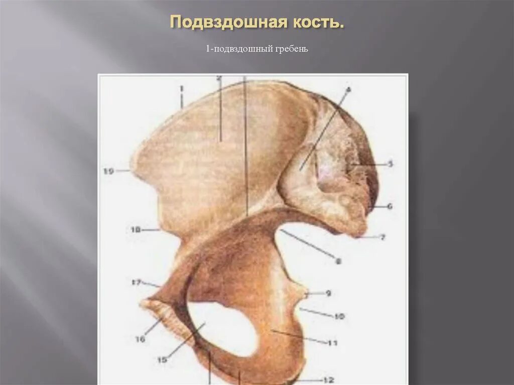 Подвздошная кость гребень. Гребень подвздошной кости. Подвздошная кость анатомия. Гребень подвздошной кости анатомия.