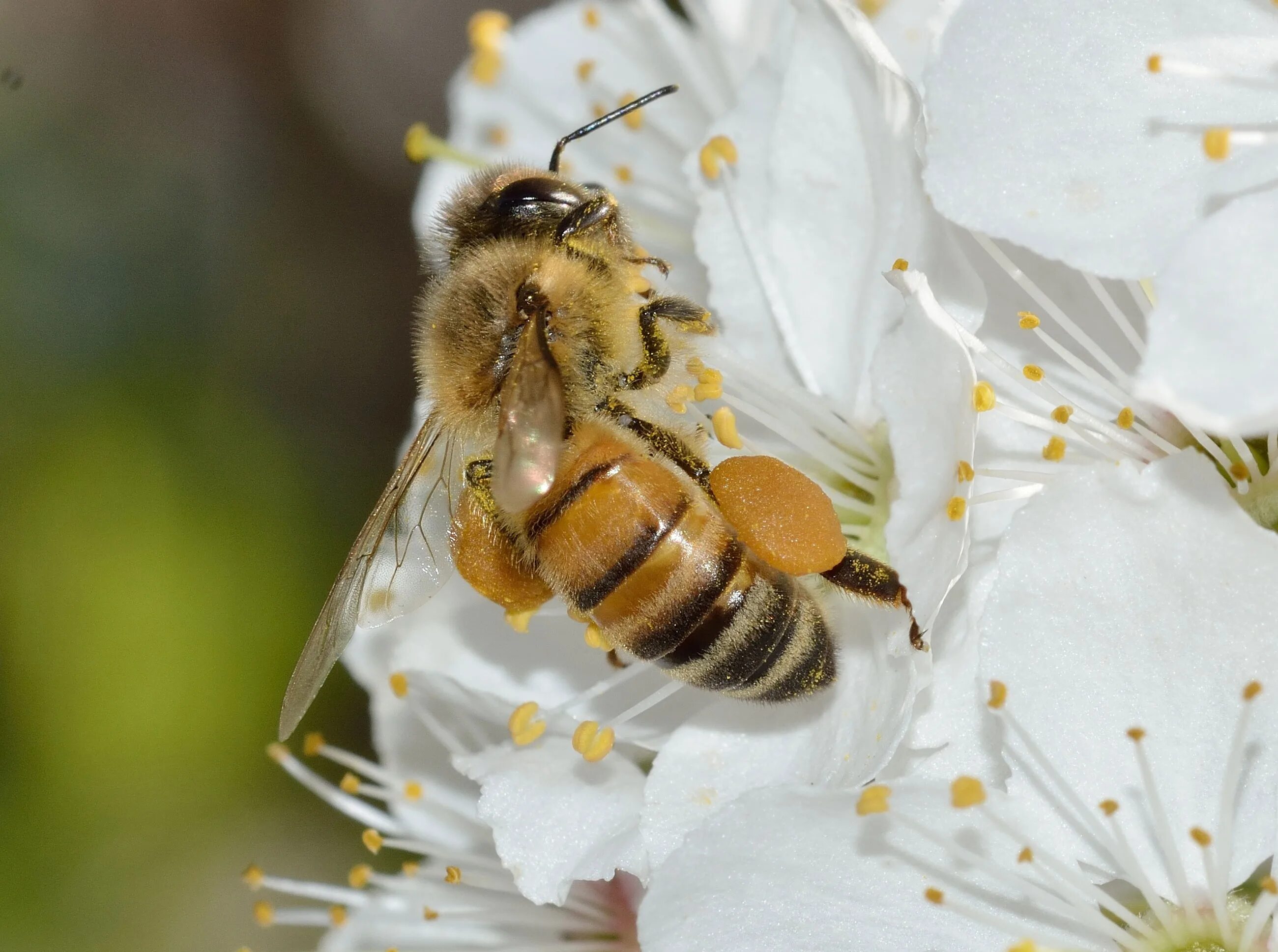 Apis music. Меллифера пчела. APIS mellifera mellifera. Медоносная пчела. Среднерусская пчела.