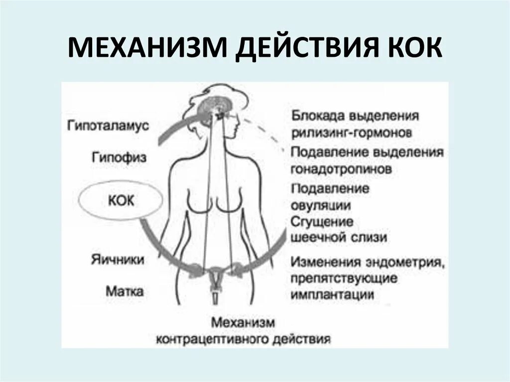 Овуляция после кок. Комбинированные оральные контрацептивы механизм действия. Кок контрацептивы механизм действия. Механизм контрацептивного действия гормонов. Механизм действия гормональных контрацептивов.