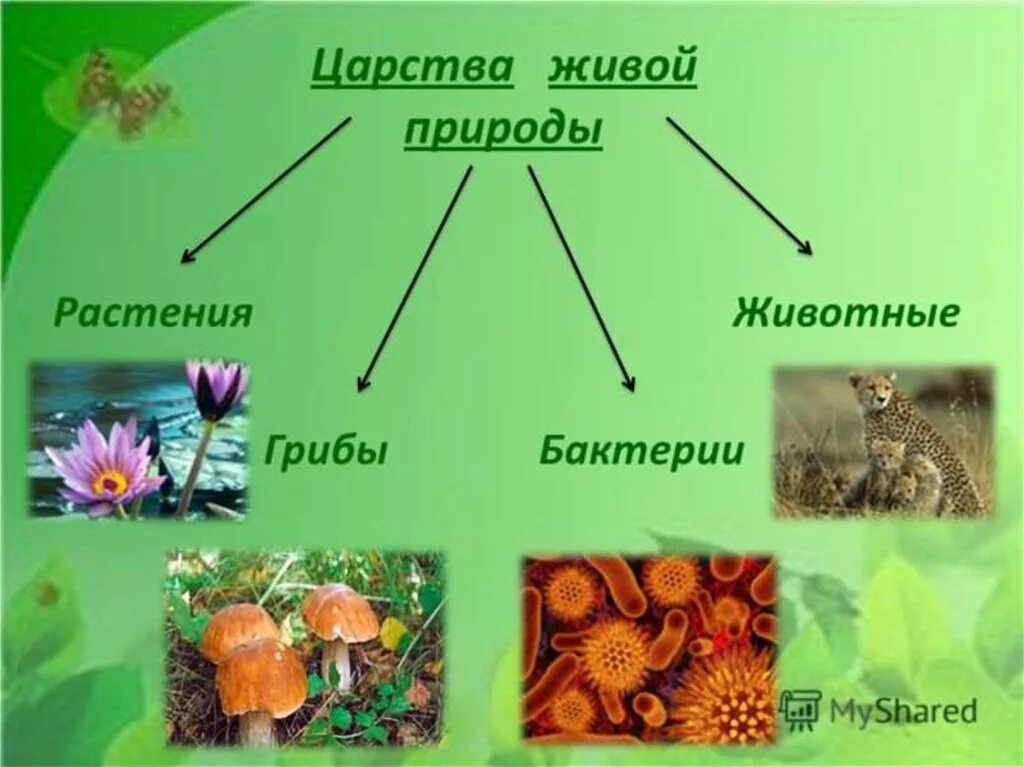 Сколько царств на земле