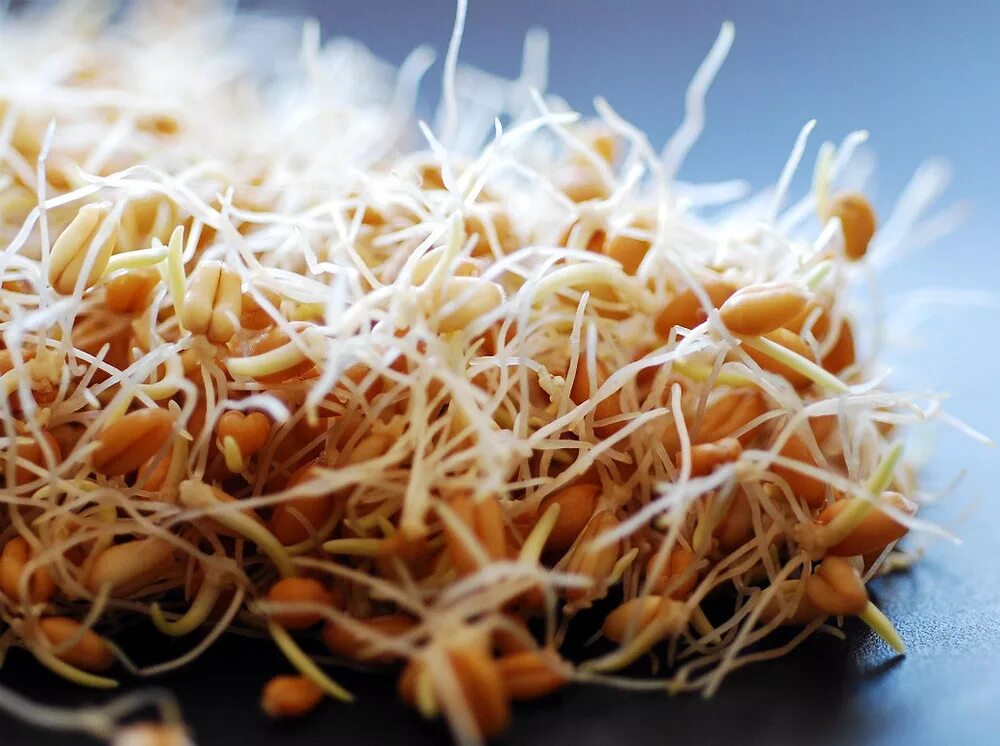 Ягоды пшеницы. Как называется пучок пророщенной пшеницы у лезгин. Проростки ржи и пшеницы. Солод пшеничный пророщенный. Zea mays проростки.