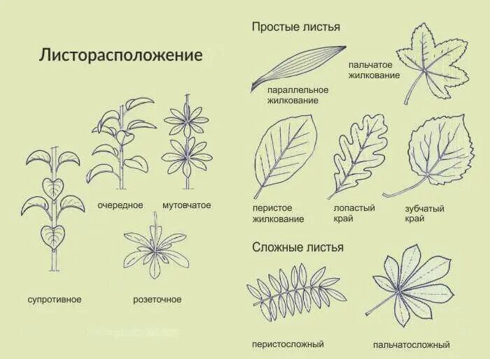 Название растения листья простые. Листья жилкование листорасположение. Типы жилкования простые сложные листья. Лист растения типы листорасположения. Строение листьев растений Тип жилкование.