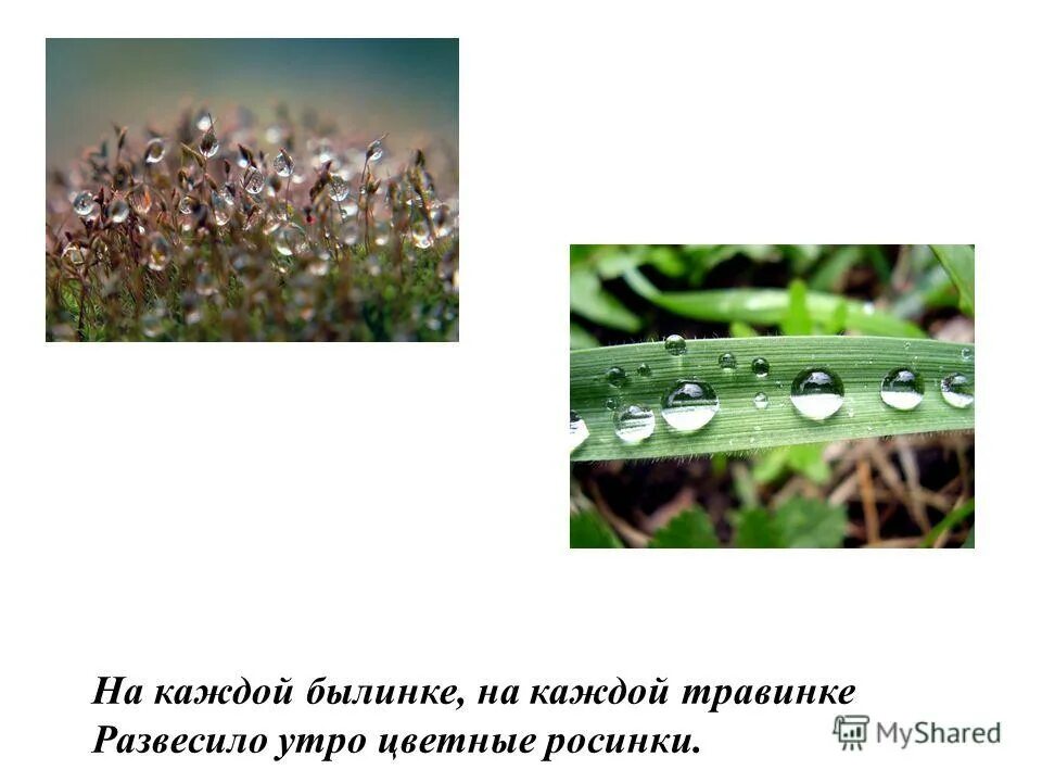 росинка стих. просто жить стихотворение. я люблю своё село. обобщающие слова при однородных членах. красивые летние пейзажи.