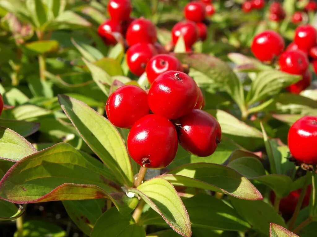 Деручий. Крушина ольховидная цветки. Голубое дерево. Деручий. Тростник южный phragmites australis.