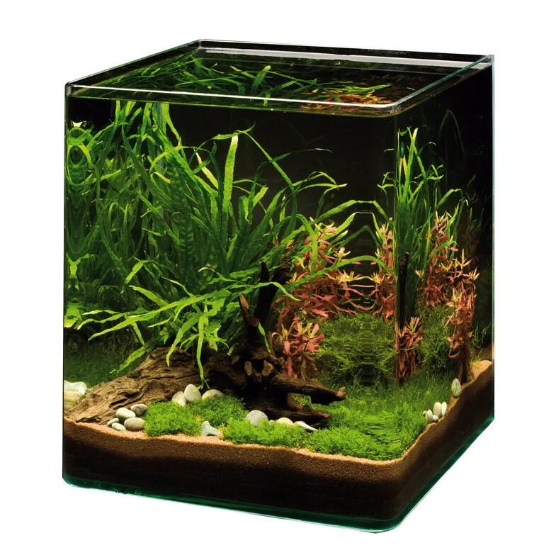 Nano cube. Аквариум куб креветочник. Dennerle Nano Cube 30 Reef. Аквариум куб 20л. Аквариум Dennerle.