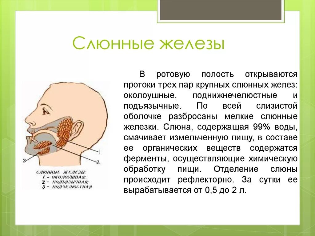 Высокая слюна. Расположение желез в ротовой полости. Слюнные железы ротовой полости. Слюнные железы мелкие и крупные.