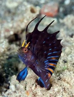 Морские животные рыбы