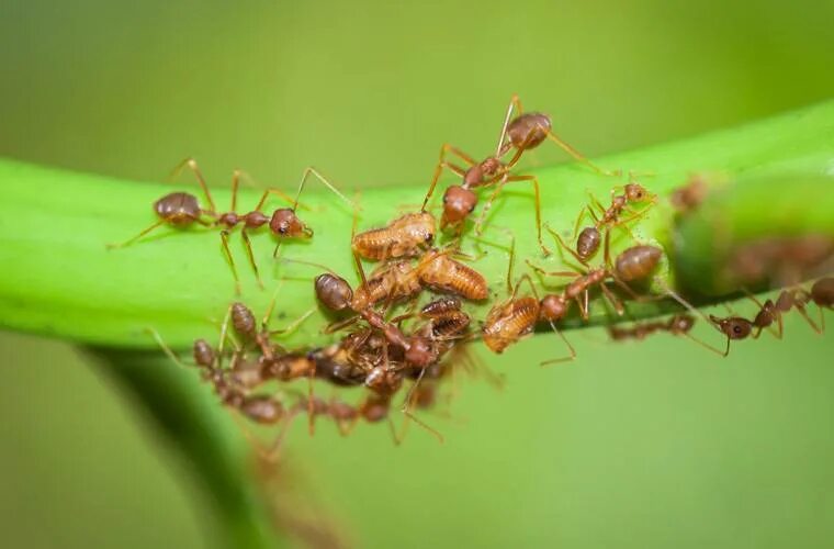 Что кушают муравьи. Кто ест муравьёв. Кого едят муравьи. Размножение муравьев садовой муравей.