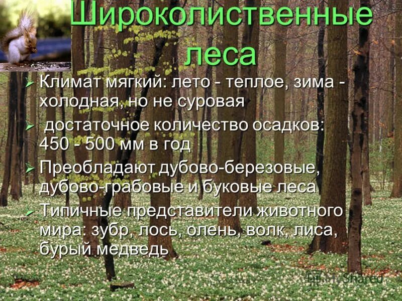 Климат широколиственных лесов. Широколиственные леса климат. Характеристика широколиственных лесов. Характеристика о широколиственных лесах. Природные условия в зоне лесов