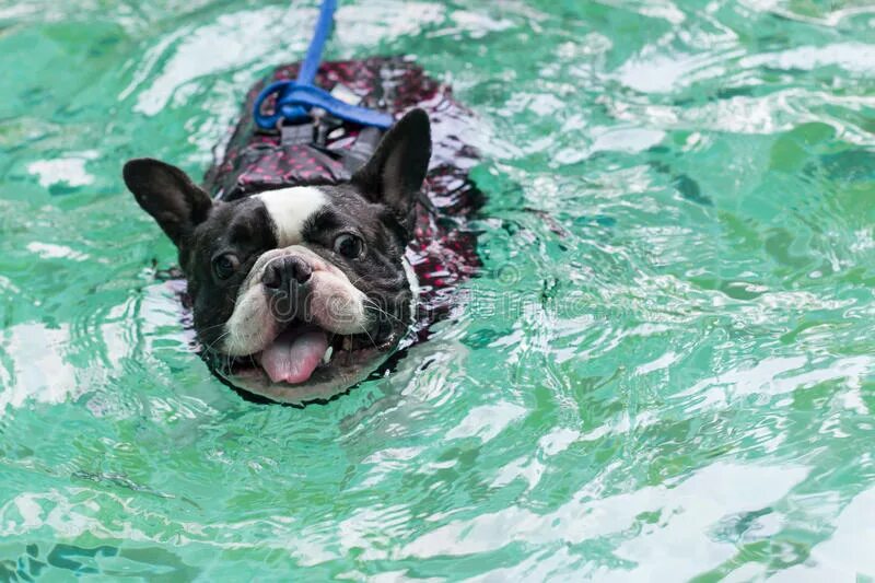 Французский бульдог умеет плавать. Плавательный жилет для собак. Французский бульдог плывет. Бульдог плавает. Бульдог плавает.