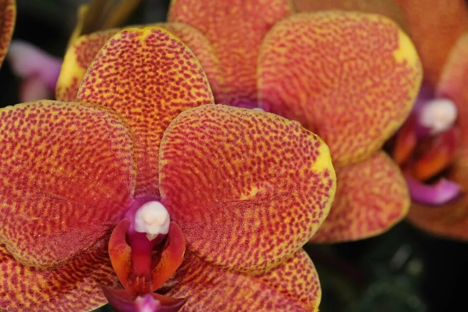 Phal leopard. Фаленопсис golden leopard. фаленопсис lucky leopard. орхидея phalaenopsis golden leopard. lucky leopard орхидея.