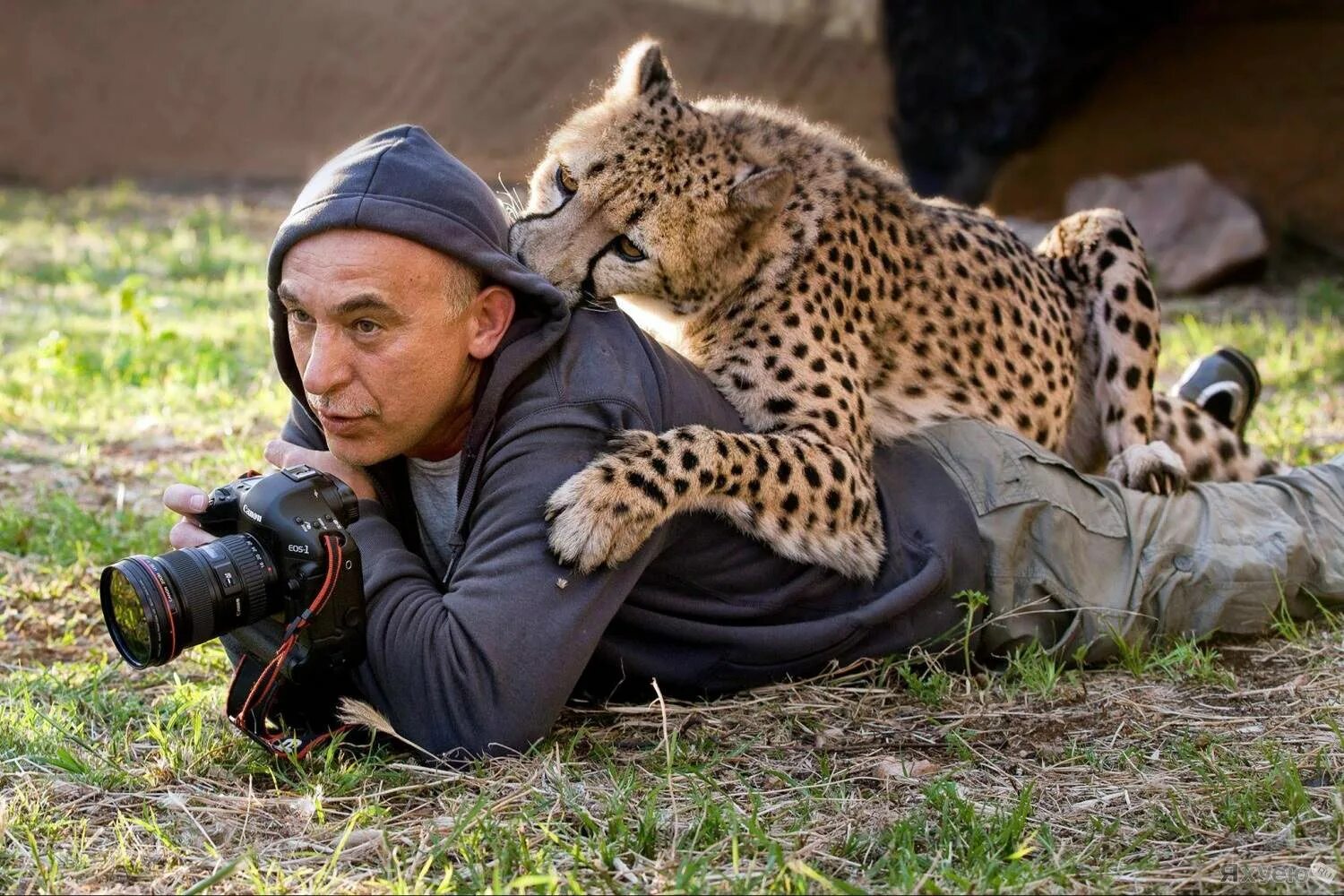 Картинки прикольные смешные. Юсин фотограф. Геннадий Юсин фотограф. Фотографы с дикими животными. Съемка диких животных.