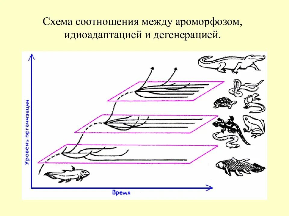 Схема соотношений между ароморфозом идиоадаптацией и дегенерацией. Схема ароморфоза идиоадаптации и дегенерации. Пути эволюции ароморфоз идиоадаптация дегенерация. Соотношение различных направлений эволюции ароморфоз.