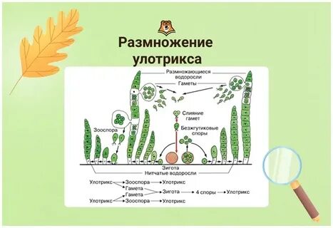 Умскул конспекты