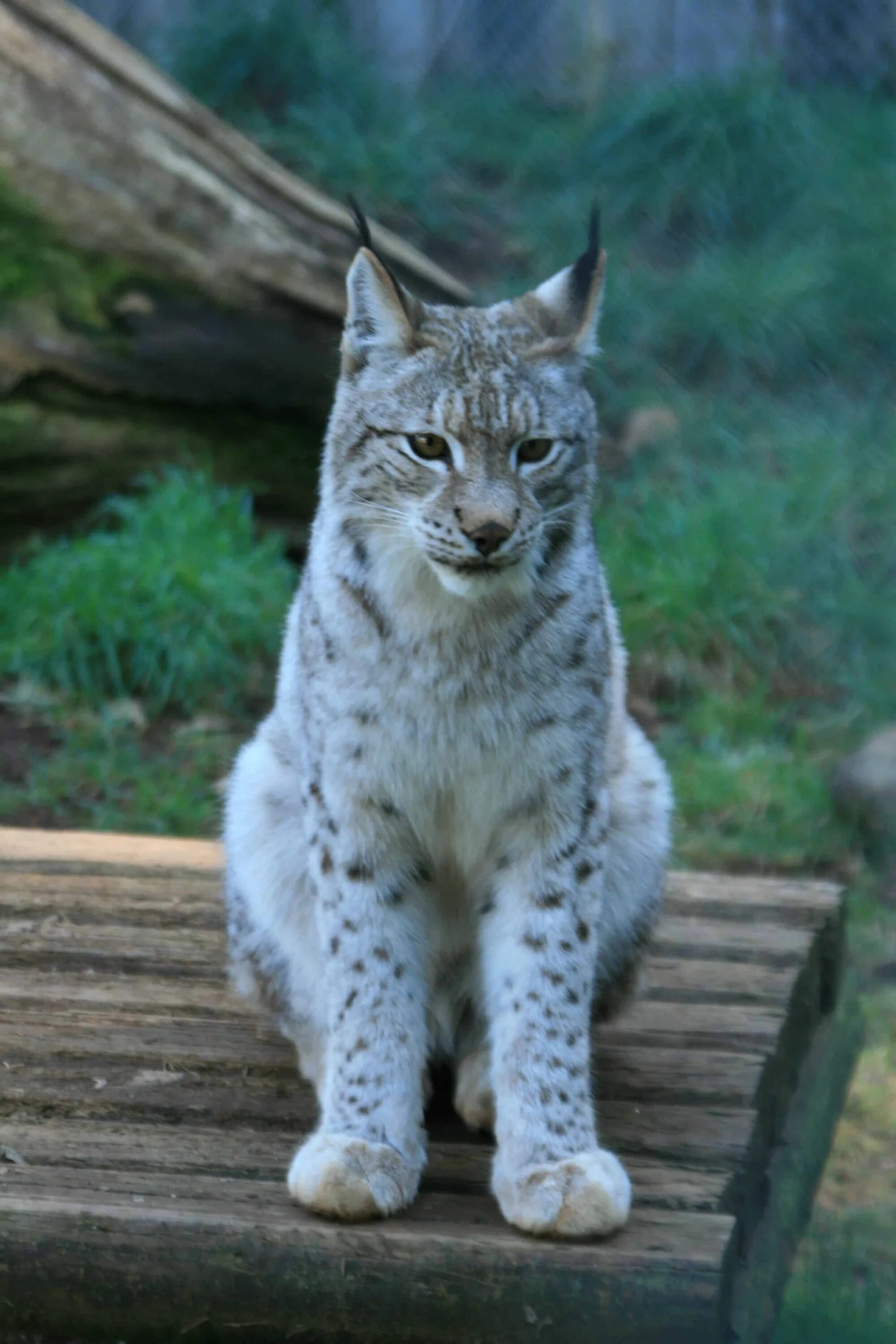 Animal Lynx Cats big cat lynx predator (Animal) snow wildlife (1080x1920) Mobile