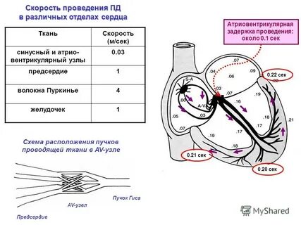 Электрическая активность сердца