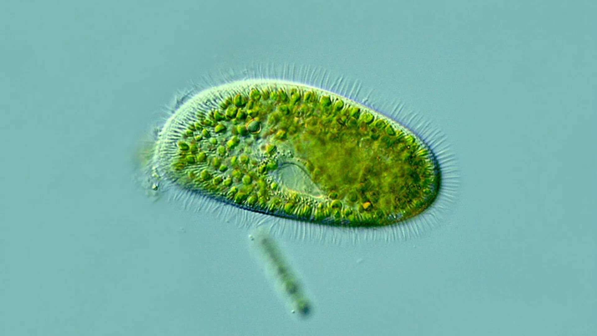 Хлорелла водоросль. Водоросль хлорелла обыкновенная. Chlorella vulgaris под микроскопом. Хорела обыкновенная водоресля.