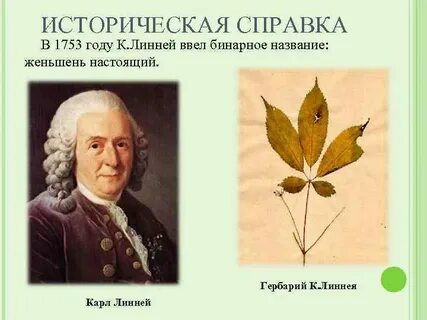 Кто ввел бинарные названия