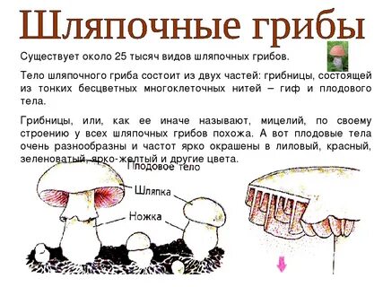 Грибы конспект 7 класс