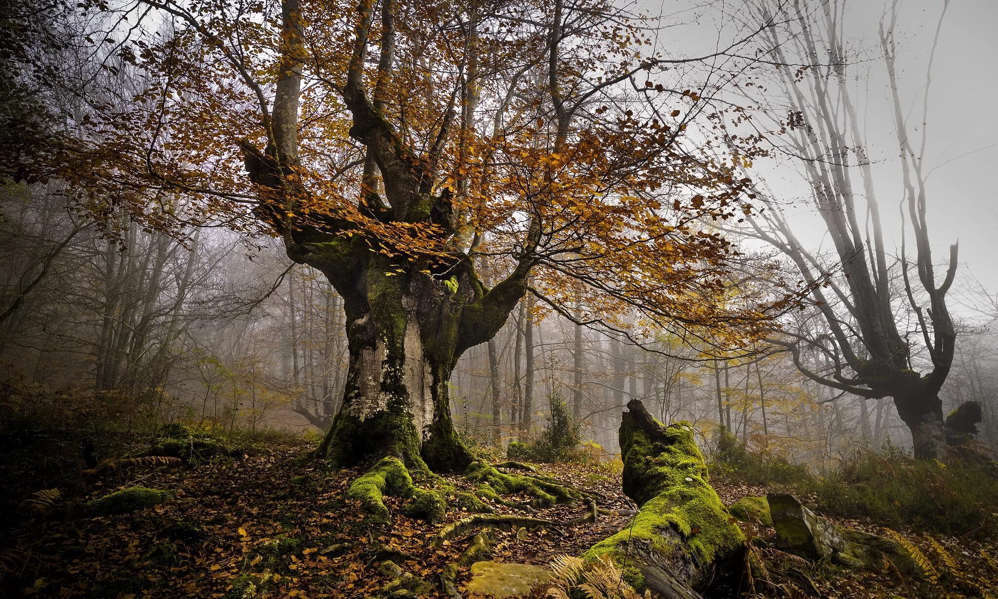 Лес где дерево на дереве стоит. Природный парк Горбеа. Природный парк Горбеа в Испании. Природный парк Горбеа животные. Старое дерево.