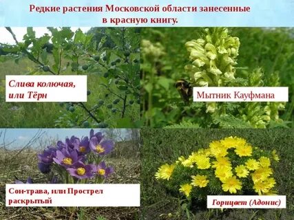 Какие растения есть в твоем регионе