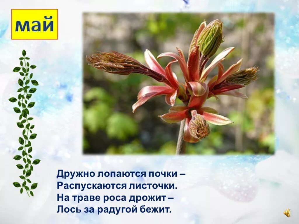 На могучем тополе дружно почки лопнули. Почки тополя. Лопнули почки. Паранефральная гематома. Лопнули почки.