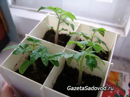 Низкорослые помидоры на рассаду 2024