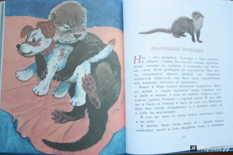 Чаплина фомка белый медвежонок. Чаплина медвежонок читательский. Чаплина фомка белый медвежонок. Чаплина медвежонок читательский. Книга веры чаплиной фомка белый медвежонок.