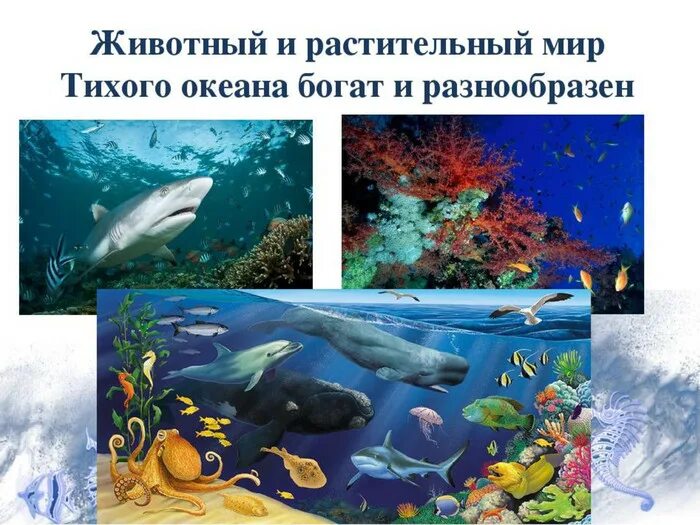 Представители растительного и животного тихого океана. Растительный и животный мир тихого океана. тихий океан животные и растения. животный и растительный мир океанов. обитатели тихого океана растительный мир.