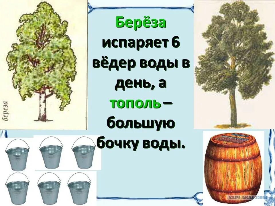 Потребление воды деревьями в сутки. Береза испаряет. Дерево впитывает воду. Тополь сорта. Сколько воды в деревьях