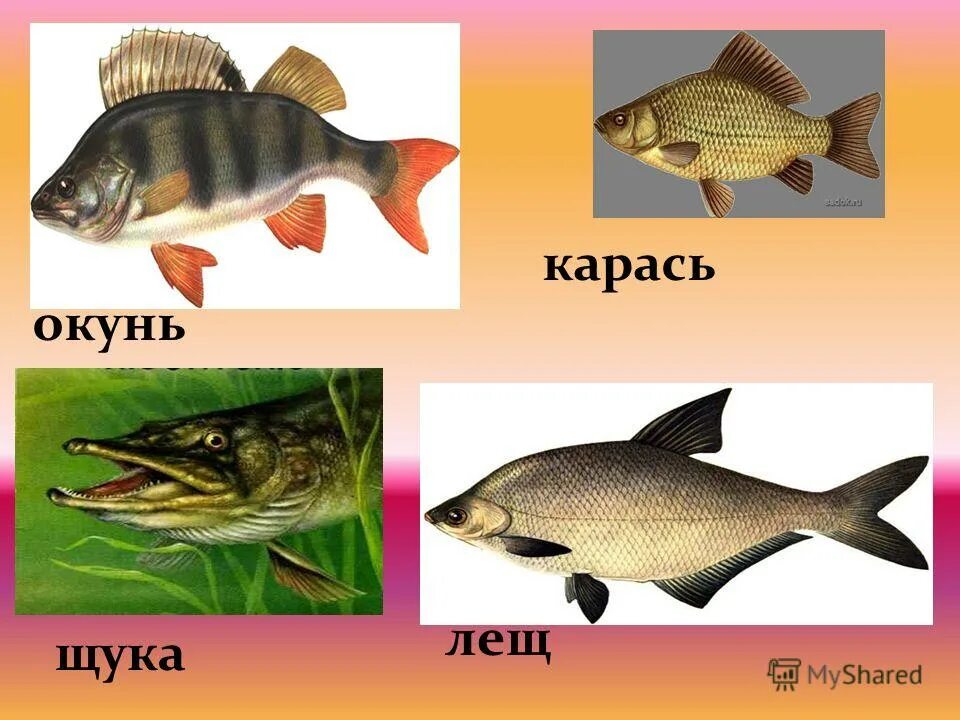 Щука и карась тип