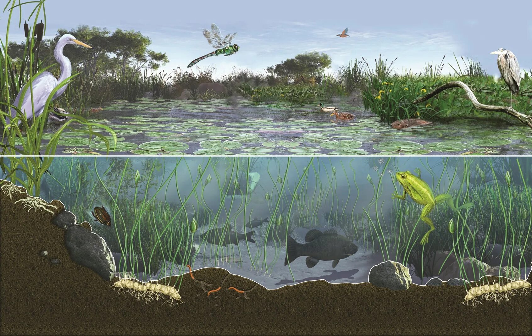Сообщество озеро 3 класс. Экосистема пруд биоценоз. Биотоп водной экосистемы. Биогеоценоз пресного водоема Прибрежная зона. Речной биоценоз диорама.