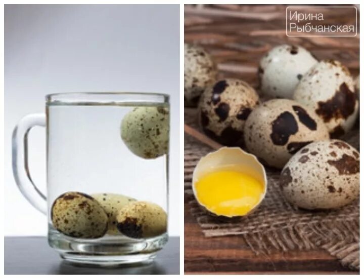 Свежесть перепелиных яиц. Свежие перепелиные яйца. Определить свежесть перепелиных яиц. Как проверить свежесть перепелинного яиц в воде. Яйца всплывают в воде можно ли