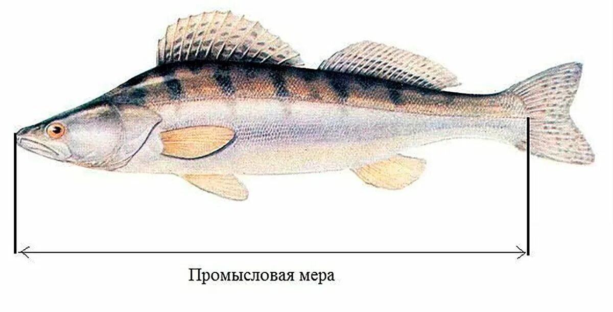 Как мерить рыбу